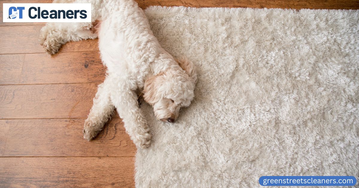 Pet Urine Remove from Rug
