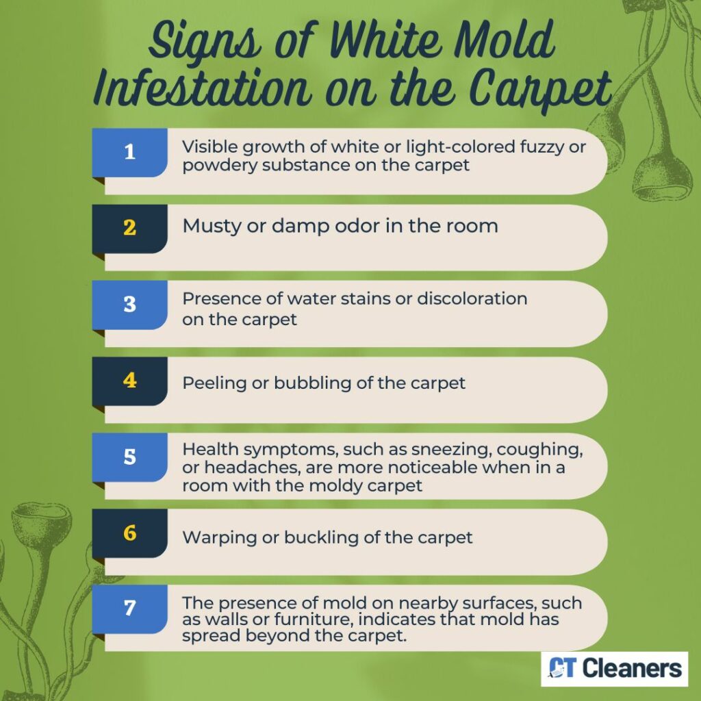 Signs of White Mold Infestation on the Carpet