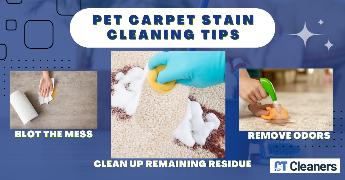 Pet Carpet Stain Cleaning Tips