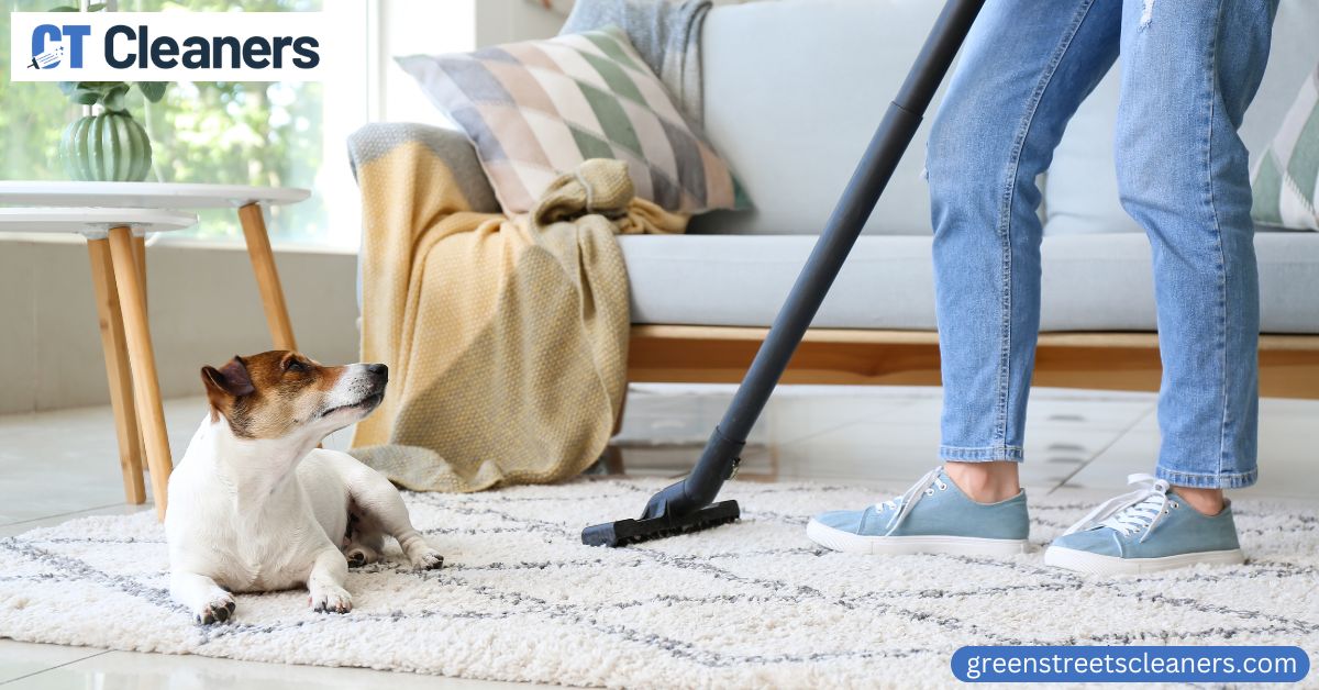 Pet Carpet Cleaning in Stamford