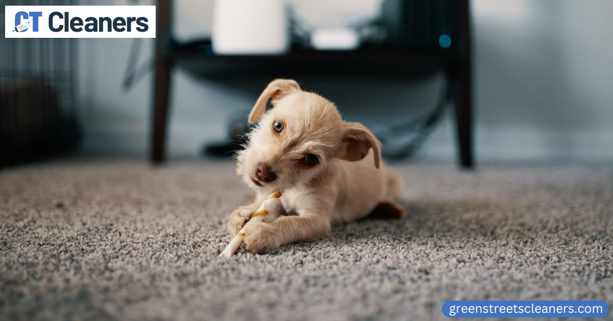 Pet Carpet Cleaning in Connecticut