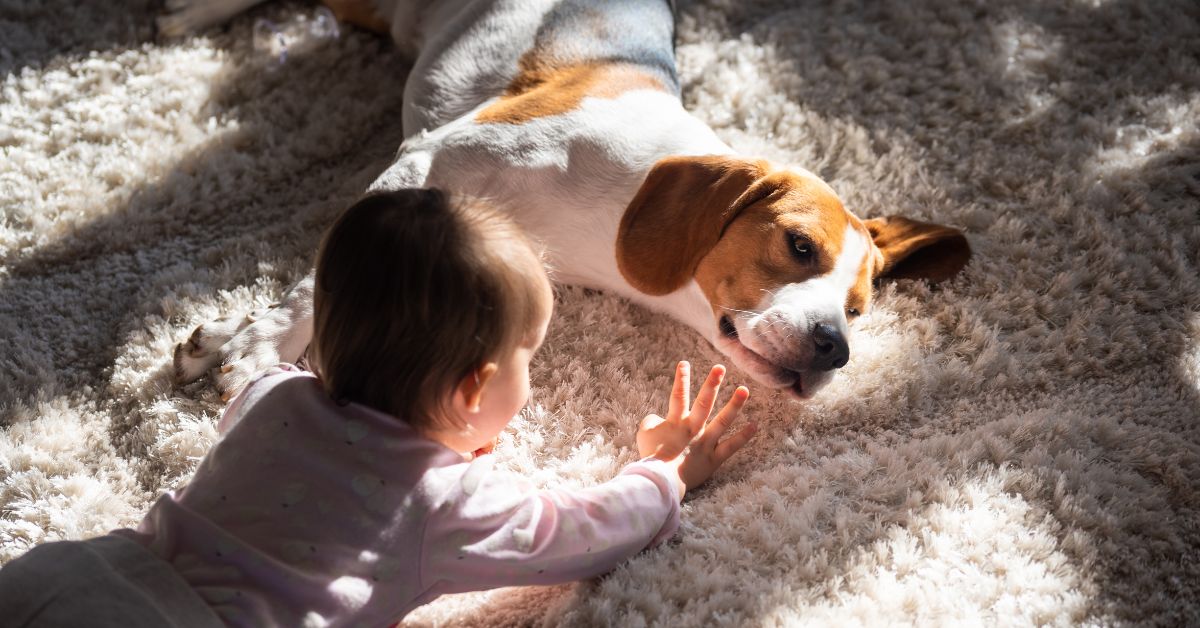 Pet Carpet Cleaning in Connecticut