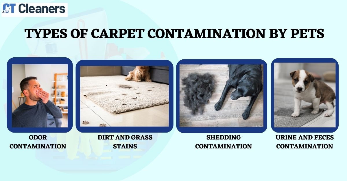 Pet Carpet Cleaning in Greenfield Hills